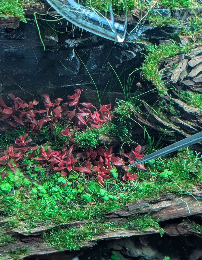 Aquascaping steps - PRIMAL BUST - IAPLC 2025 Silver Prize - Katsuki Tanaka / Japan