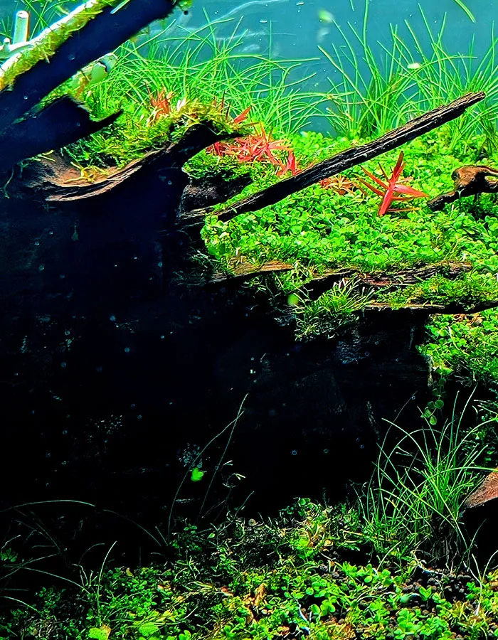 Aquascaping steps - PRIMAL BUST - IAPLC 2025 Silver Prize - Katsuki Tanaka / Japan