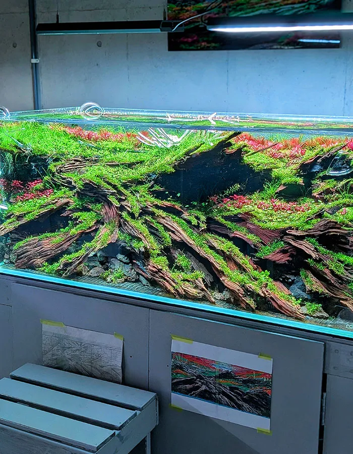 Aquascaping steps - PRIMAL BUST - IAPLC 2025 Silver Prize - Katsuki Tanaka / Japan