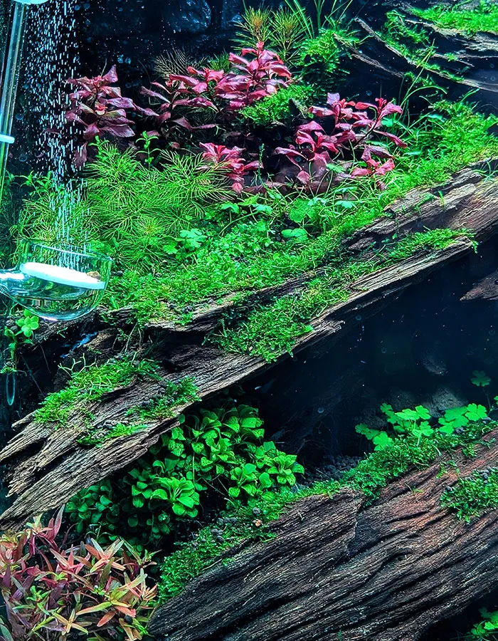 Aquascaping steps - PRIMAL BUST - IAPLC 2025 Silver Prize - Katsuki Tanaka / Japan