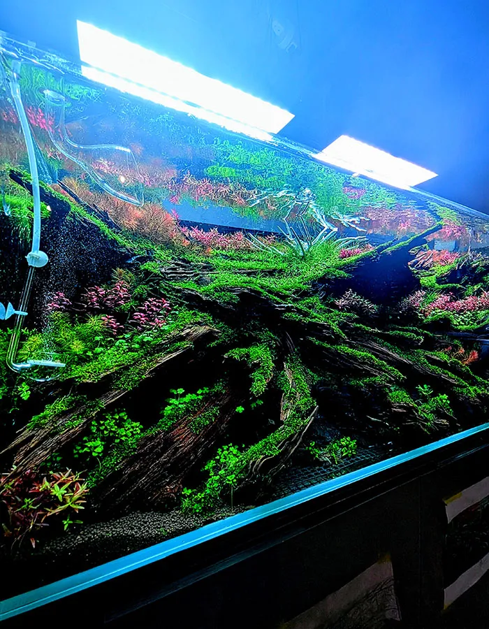 Aquascaping steps - PRIMAL BUST - IAPLC 2025 Silver Prize - Katsuki Tanaka / Japan