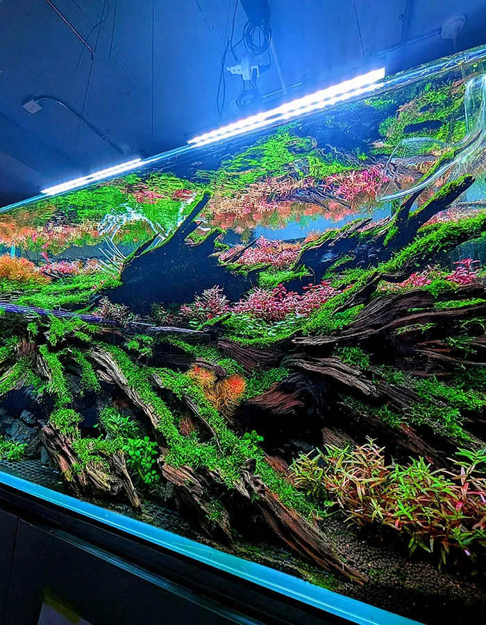 Aquascaping steps - PRIMAL BUST - IAPLC 2025 Silver Prize - Katsuki Tanaka / Japan