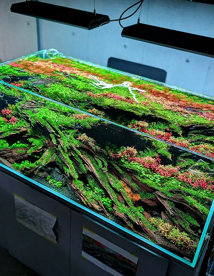 Aquascaping steps - PRIMAL BUST - IAPLC 2025 Silver Prize - Katsuki Tanaka / Japan