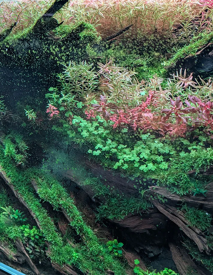 Aquascaping steps - PRIMAL BUST - IAPLC 2025 Silver Prize - Katsuki Tanaka / Japan