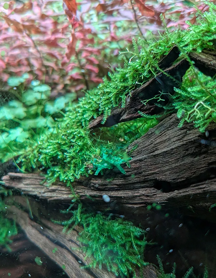Aquascaping steps - PRIMAL BUST - IAPLC 2025 Silver Prize - Katsuki Tanaka / Japan