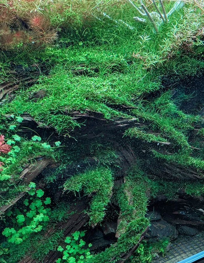 Aquascaping steps - PRIMAL BUST - IAPLC 2025 Silver Prize - Katsuki Tanaka / Japan