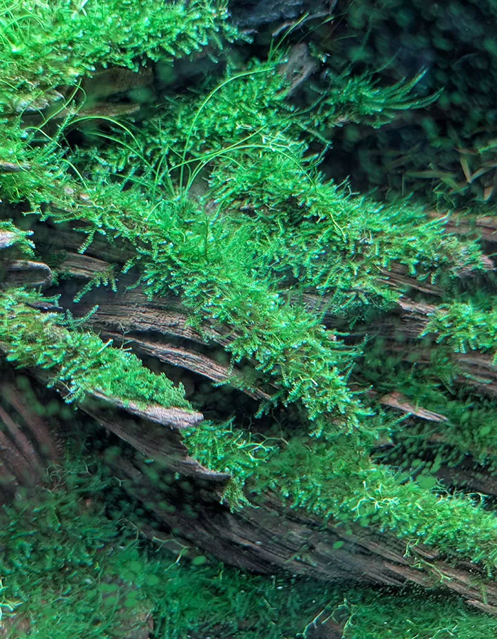 Aquascaping steps - PRIMAL BUST - IAPLC 2025 Silver Prize - Katsuki Tanaka / Japan