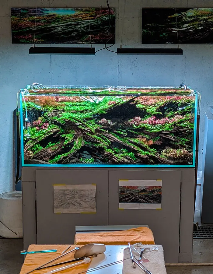 Aquascaping steps - PRIMAL BUST - IAPLC 2025 Silver Prize - Katsuki Tanaka / Japan