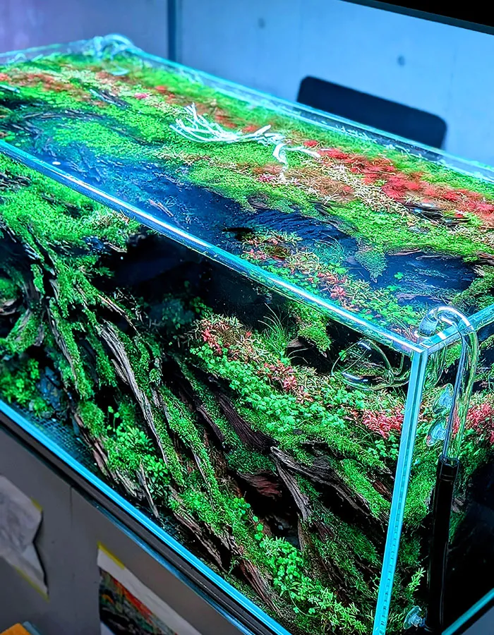 Aquascaping steps - PRIMAL BUST - IAPLC 2025 Silver Prize - Katsuki Tanaka / Japan