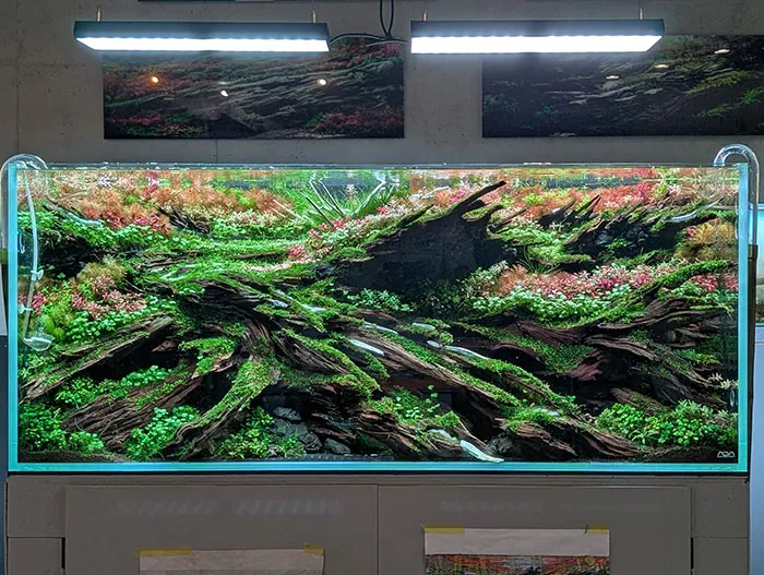 Aquascaping steps - PRIMAL BUST - IAPLC 2025 Silver Prize - Katsuki Tanaka / Japan