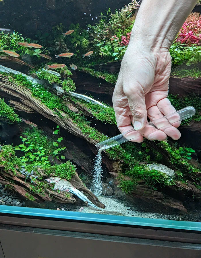 Aquascaping steps - PRIMAL BUST - IAPLC 2025 Silver Prize - Katsuki Tanaka / Japan
