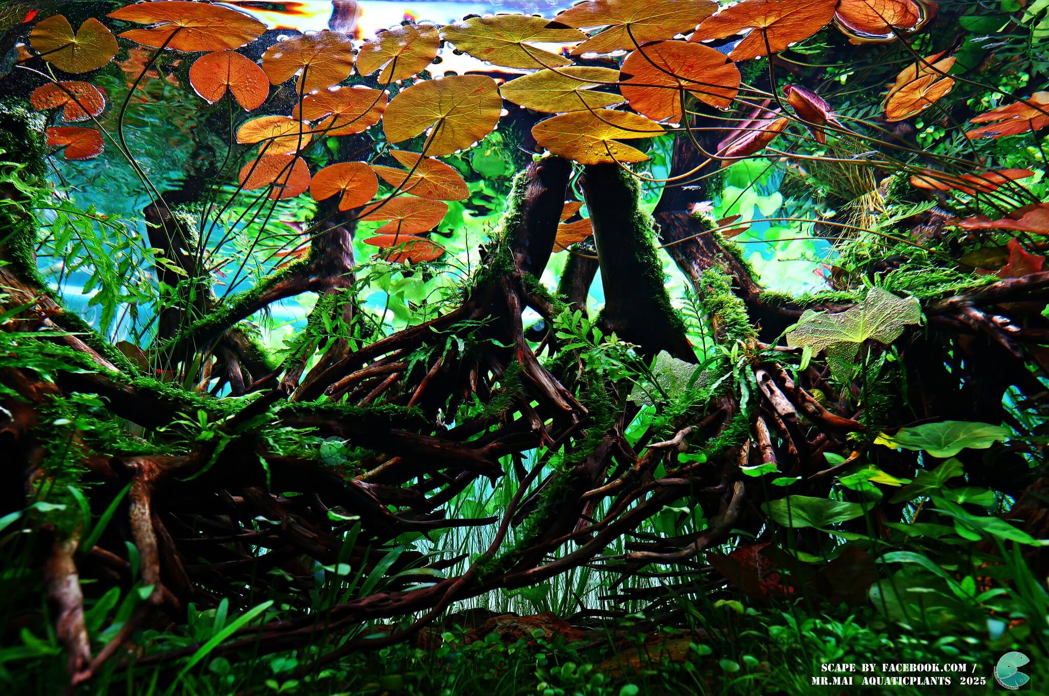Aquascaping steps - Red Filter - IAPLC 2025 Winning Works - Nobphacha Yimyou / Thailand