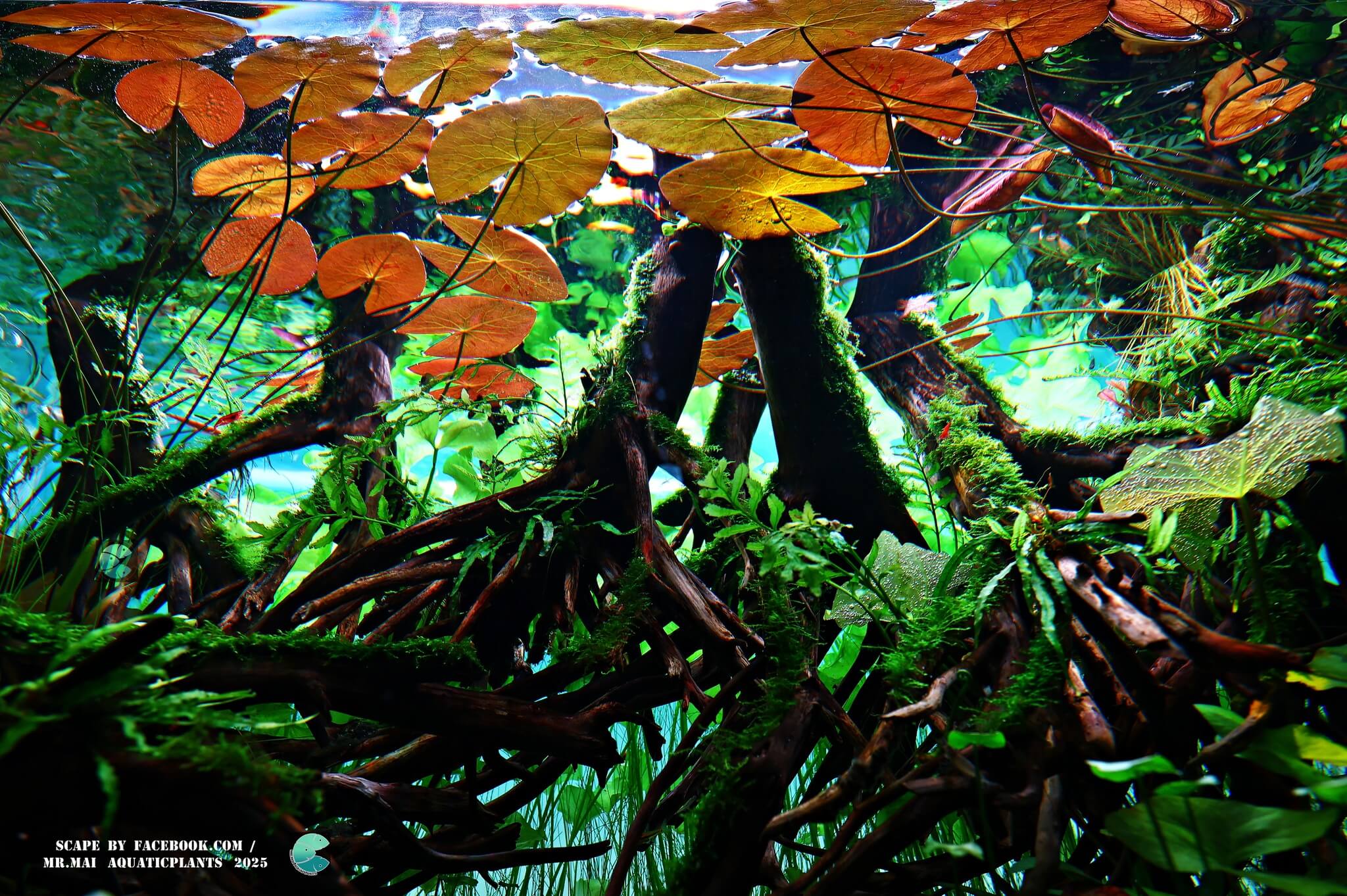 Aquascaping steps - Red Filter - IAPLC 2025 Winning Works - Nobphacha Yimyou / Thailand