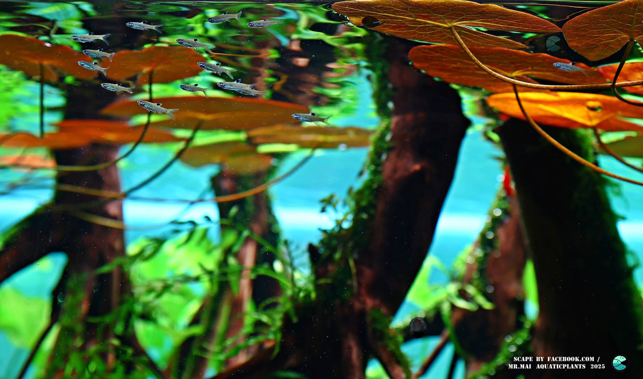 Aquascaping steps - Red Filter - IAPLC 2025 Winning Works - Nobphacha Yimyou / Thailand