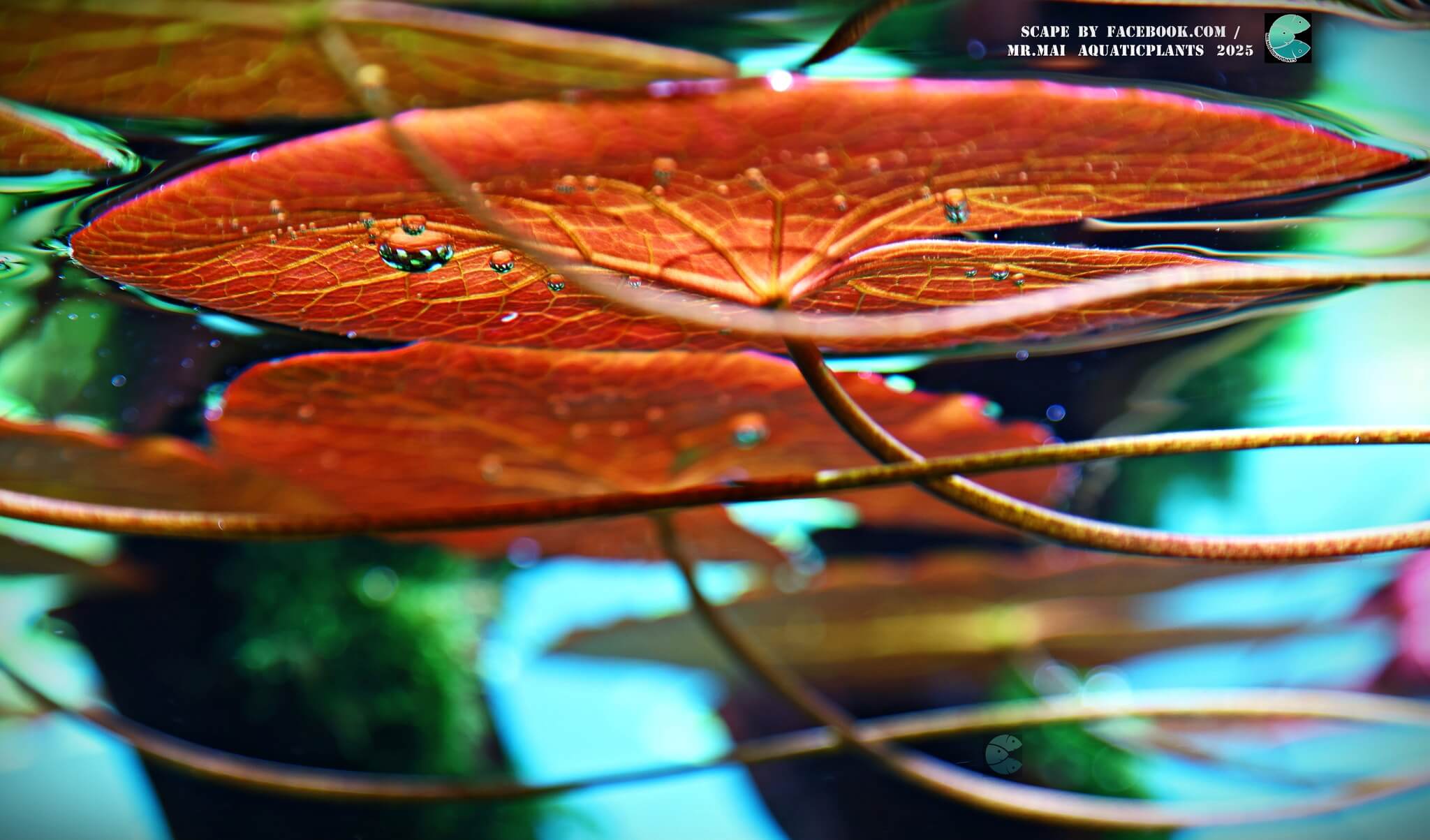 Aquascaping steps - Red Filter - IAPLC 2025 Winning Works - Nobphacha Yimyou / Thailand
