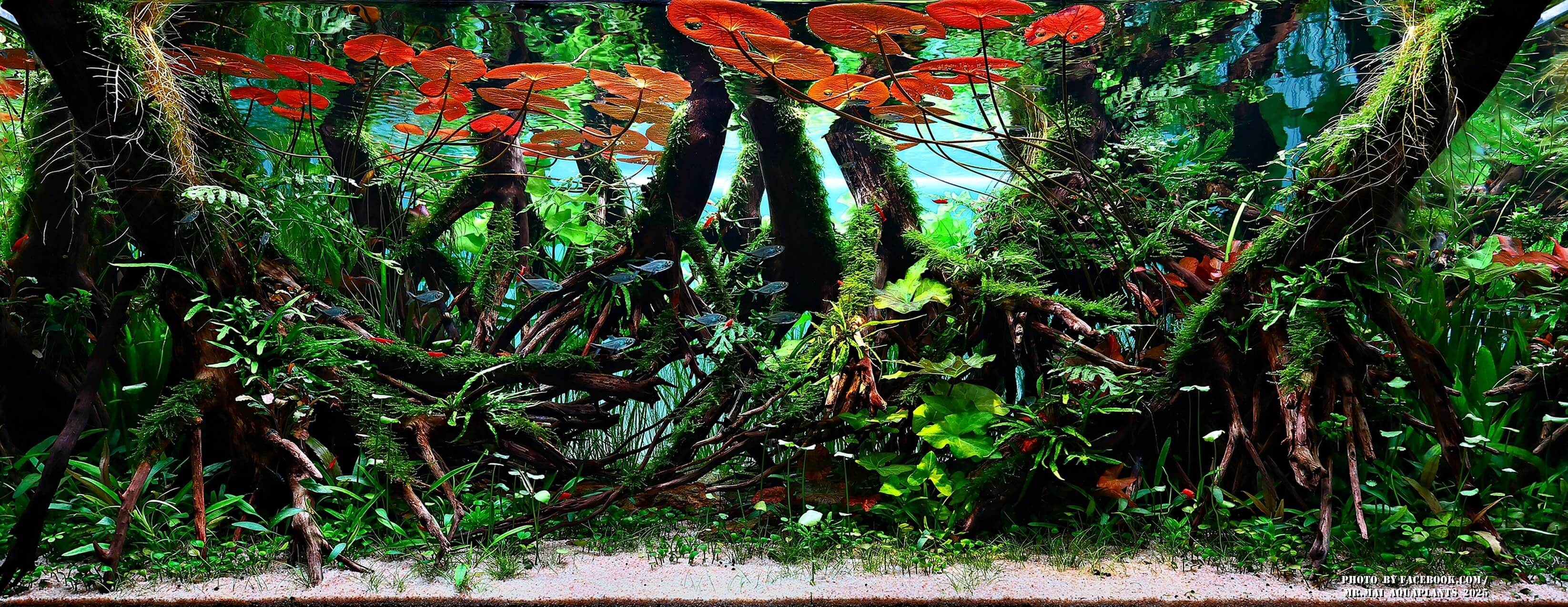 Aquascaping steps - Red Filter - IAPLC 2025 Winning Works - Nobphacha Yimyou / Thailand