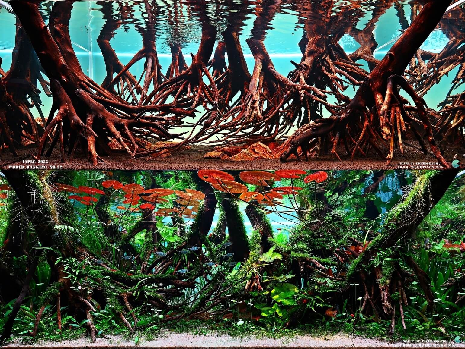 Aquascaping steps - Red Filter - IAPLC 2025 Winning Works - Nobphacha Yimyou / Thailand
