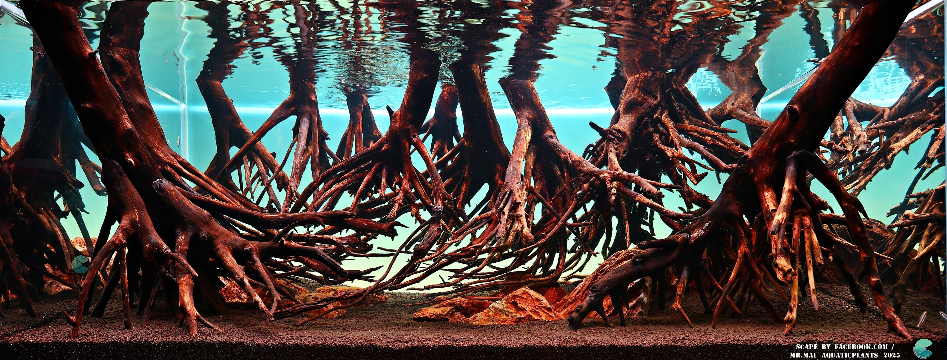 Aquascaping steps - Red Filter - IAPLC 2025 Winning Works - Nobphacha Yimyou / Thailand
