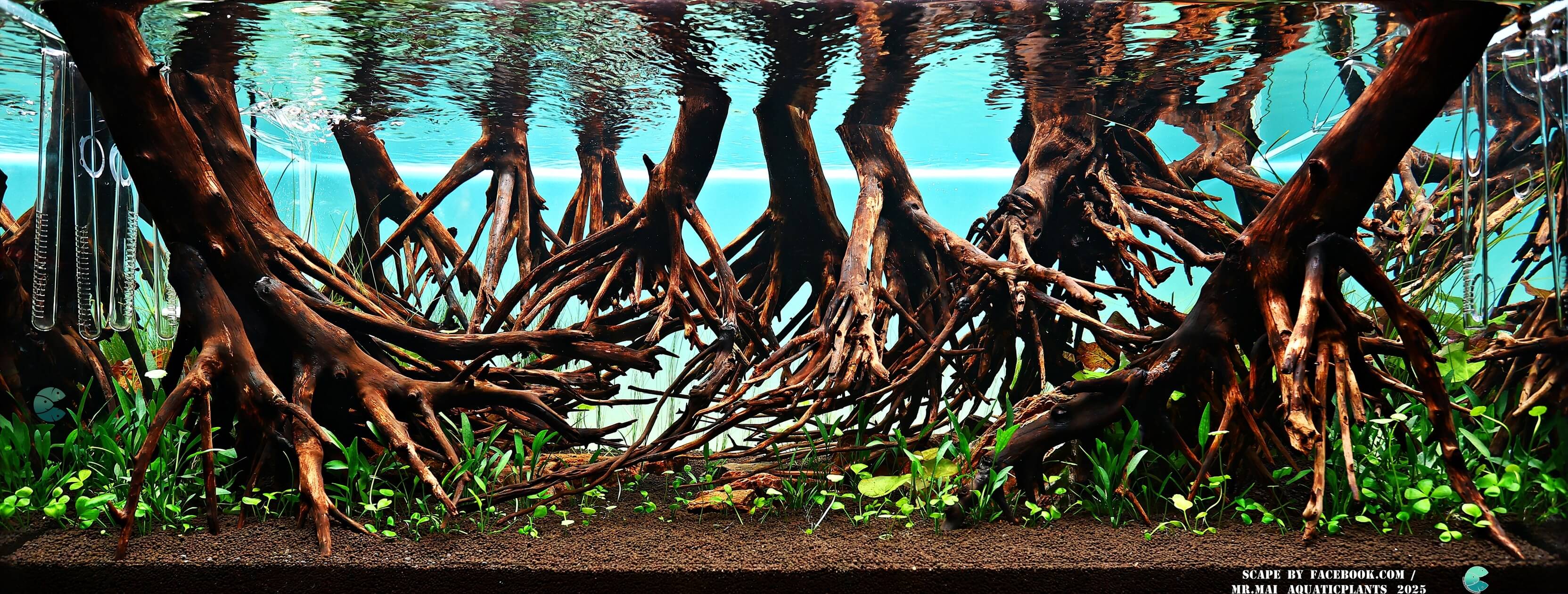 Aquascaping steps - Red Filter - IAPLC 2025 Winning Works - Nobphacha Yimyou / Thailand