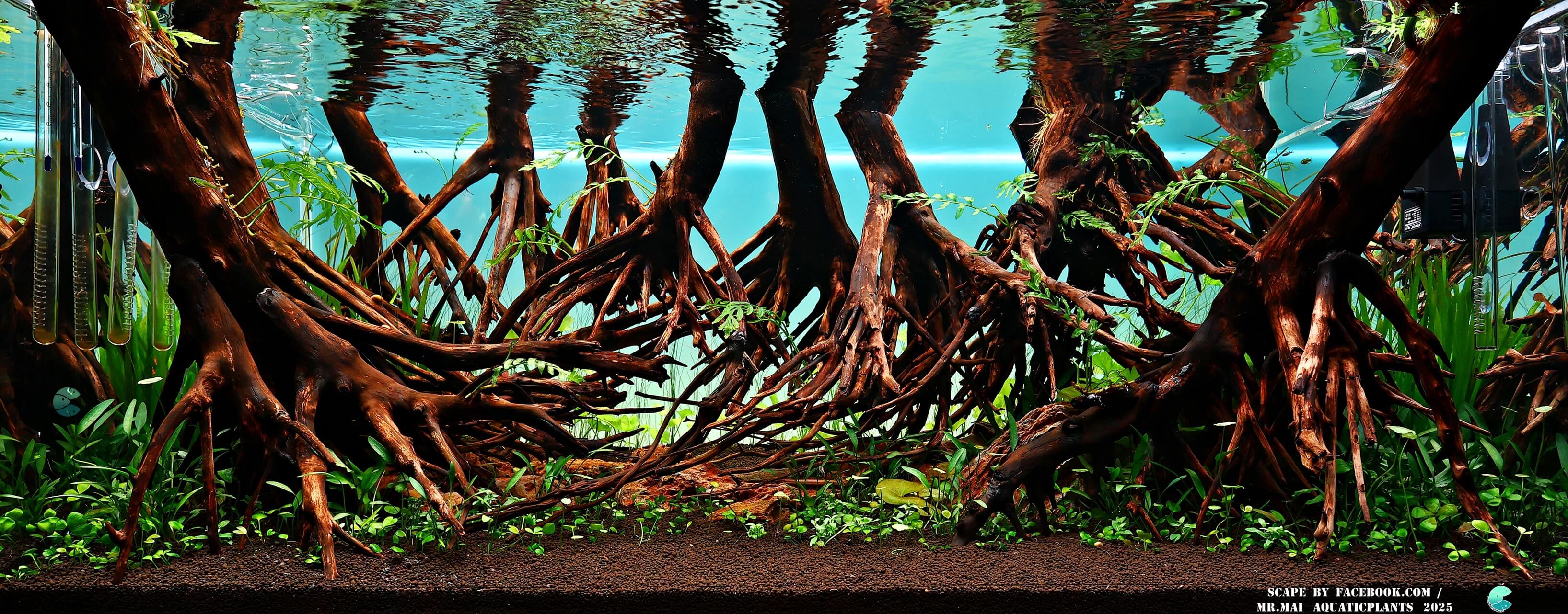 Aquascaping steps - Red Filter - IAPLC 2025 Winning Works - Nobphacha Yimyou / Thailand