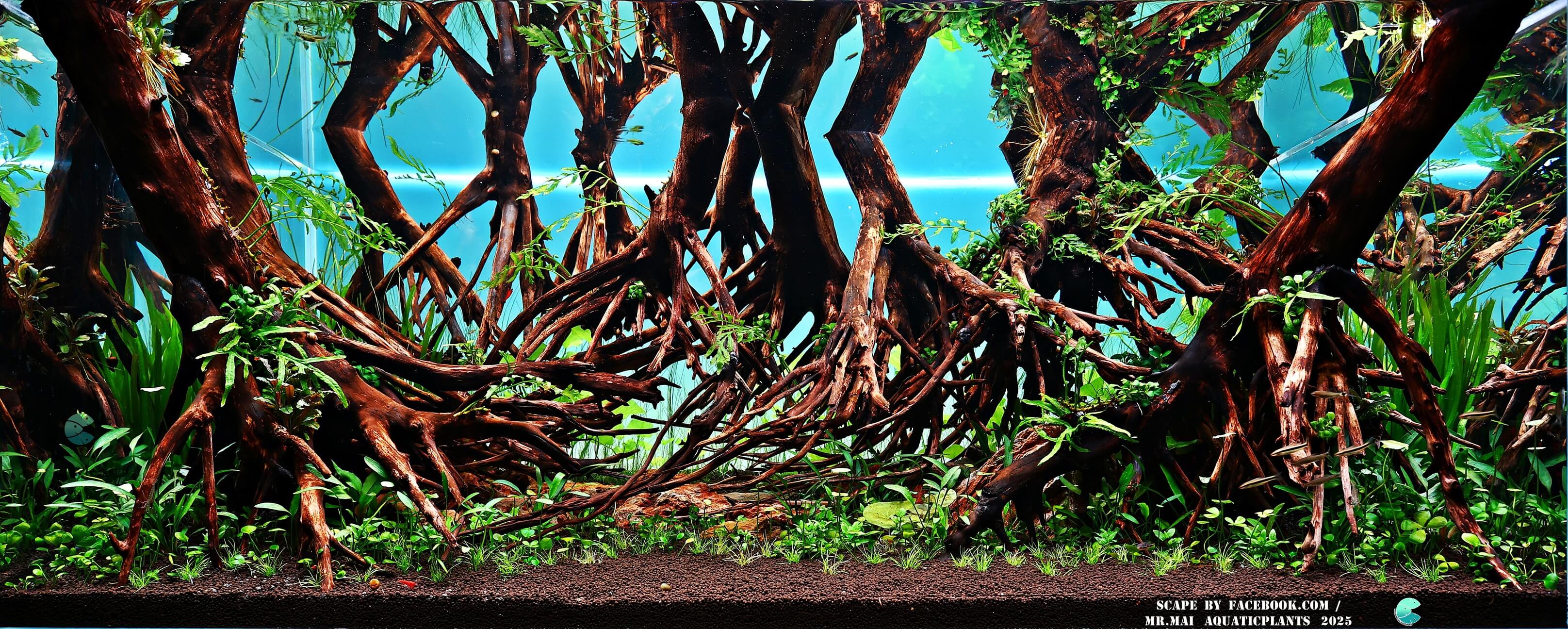 Aquascaping steps - Red Filter - IAPLC 2025 Winning Works - Nobphacha Yimyou / Thailand