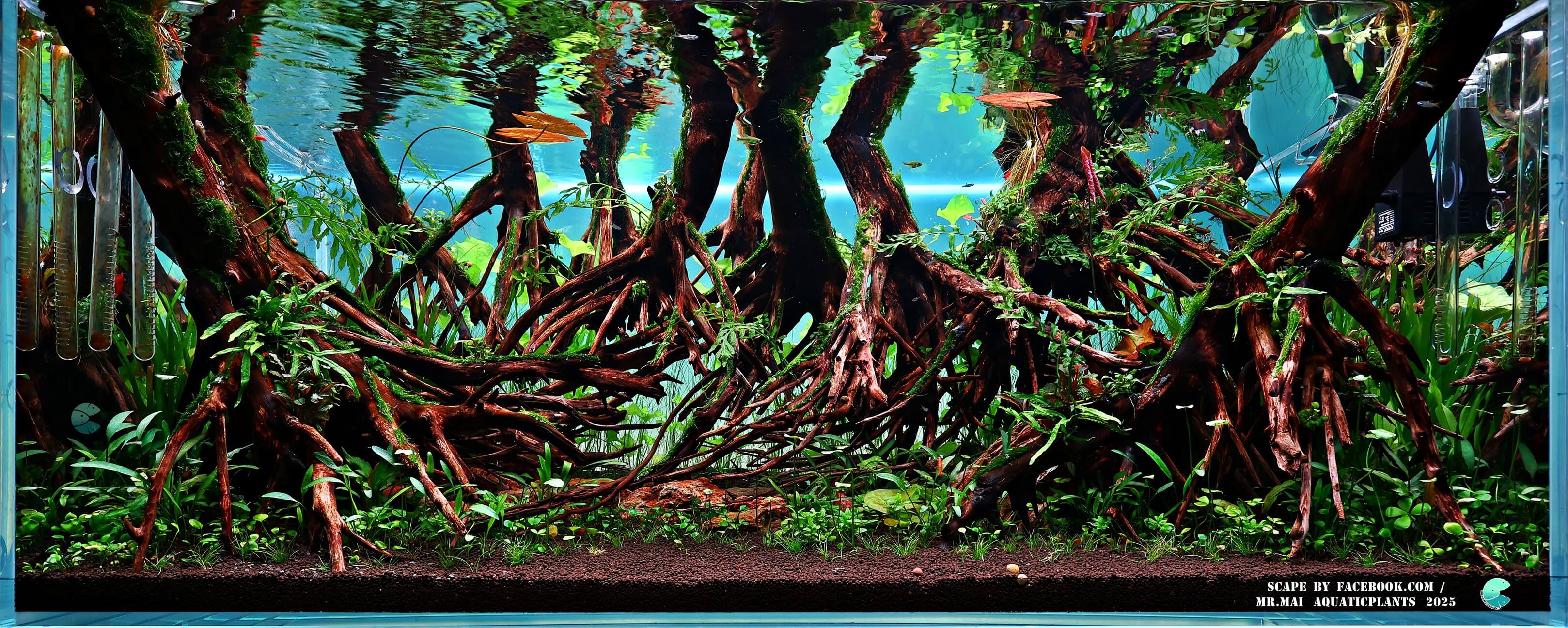Aquascaping steps - Red Filter - IAPLC 2025 Winning Works - Nobphacha Yimyou / Thailand
