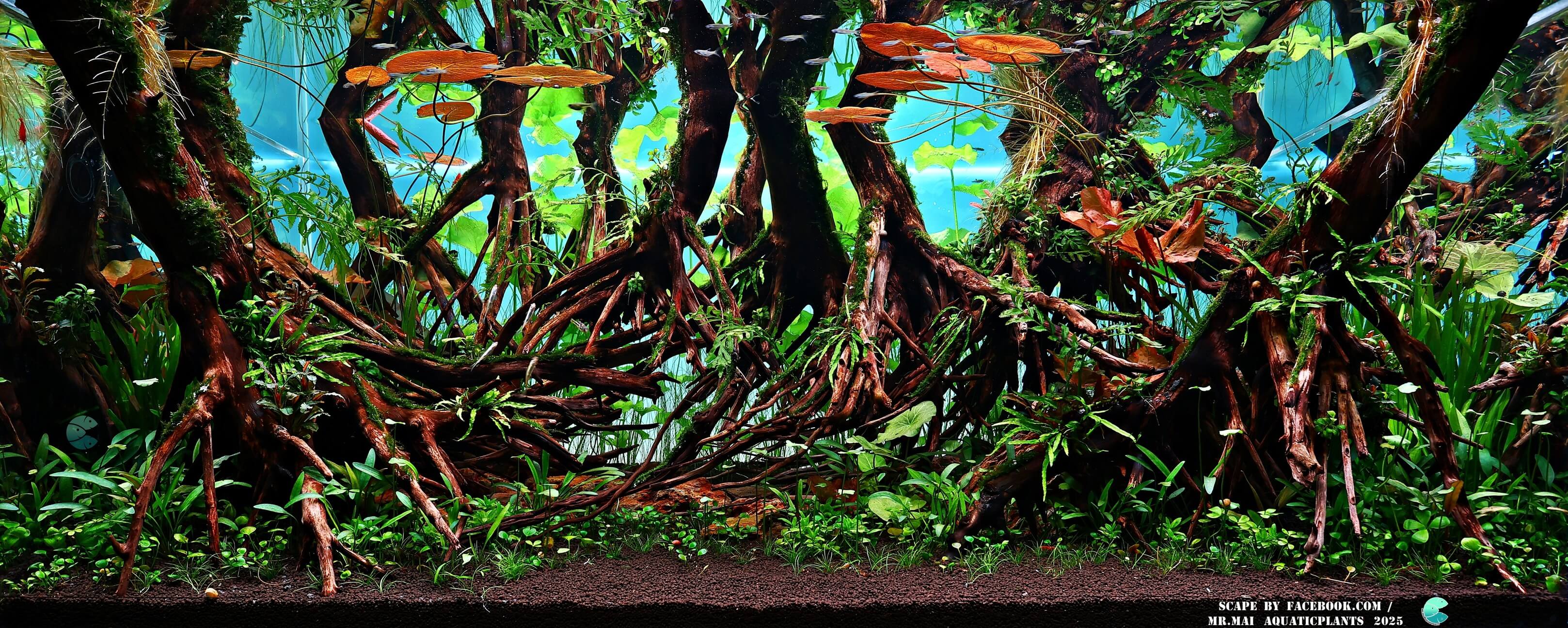 Aquascaping steps - Red Filter - IAPLC 2025 Winning Works - Nobphacha Yimyou / Thailand