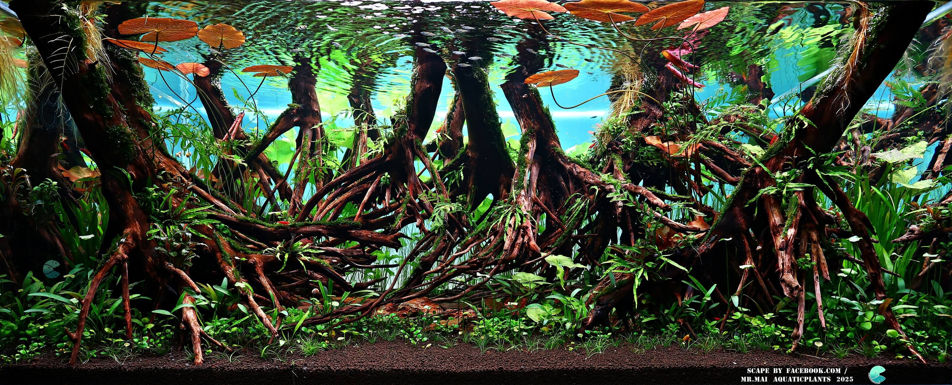 Aquascaping steps - Red Filter - IAPLC 2025 Winning Works - Nobphacha Yimyou / Thailand