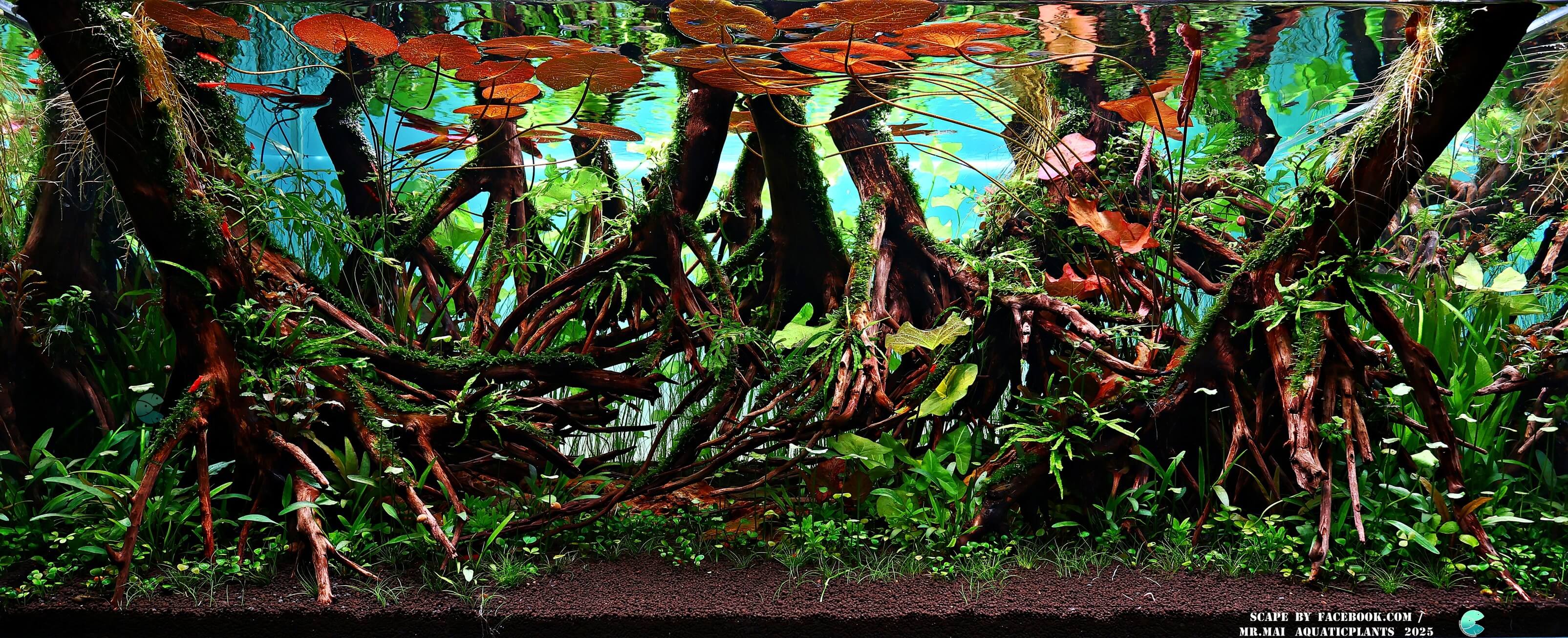 Aquascaping steps - Red Filter - IAPLC 2025 Winning Works - Nobphacha Yimyou / Thailand