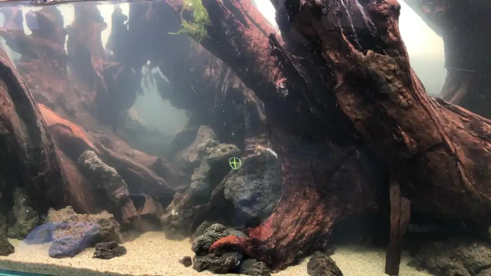 Aquascaping steps IIAC 2023 - Rank 37 - Tunnel Dream - Eakthanat Isarathikul / ThaiLand