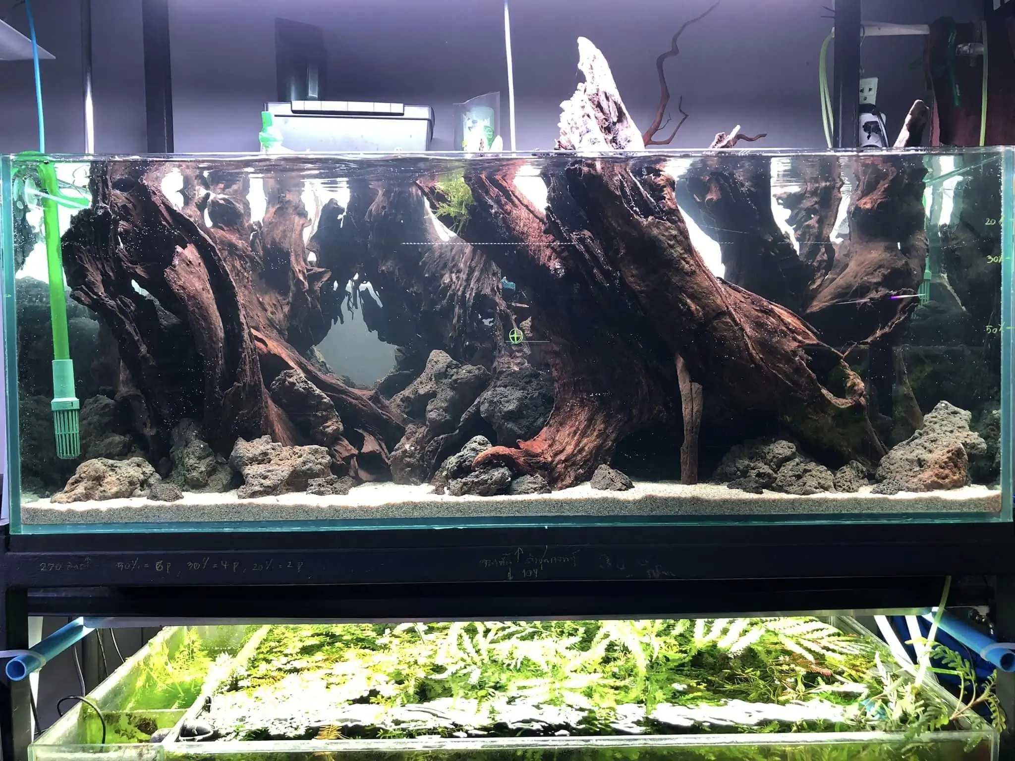 Aquascaping steps IIAC 2023 - Rank 37 - Tunnel Dream - Eakthanat Isarathikul / ThaiLand