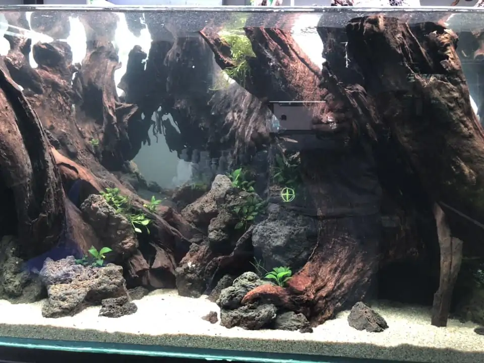 Aquascaping steps IIAC 2023 - Rank 37 - Tunnel Dream - Eakthanat Isarathikul / ThaiLand