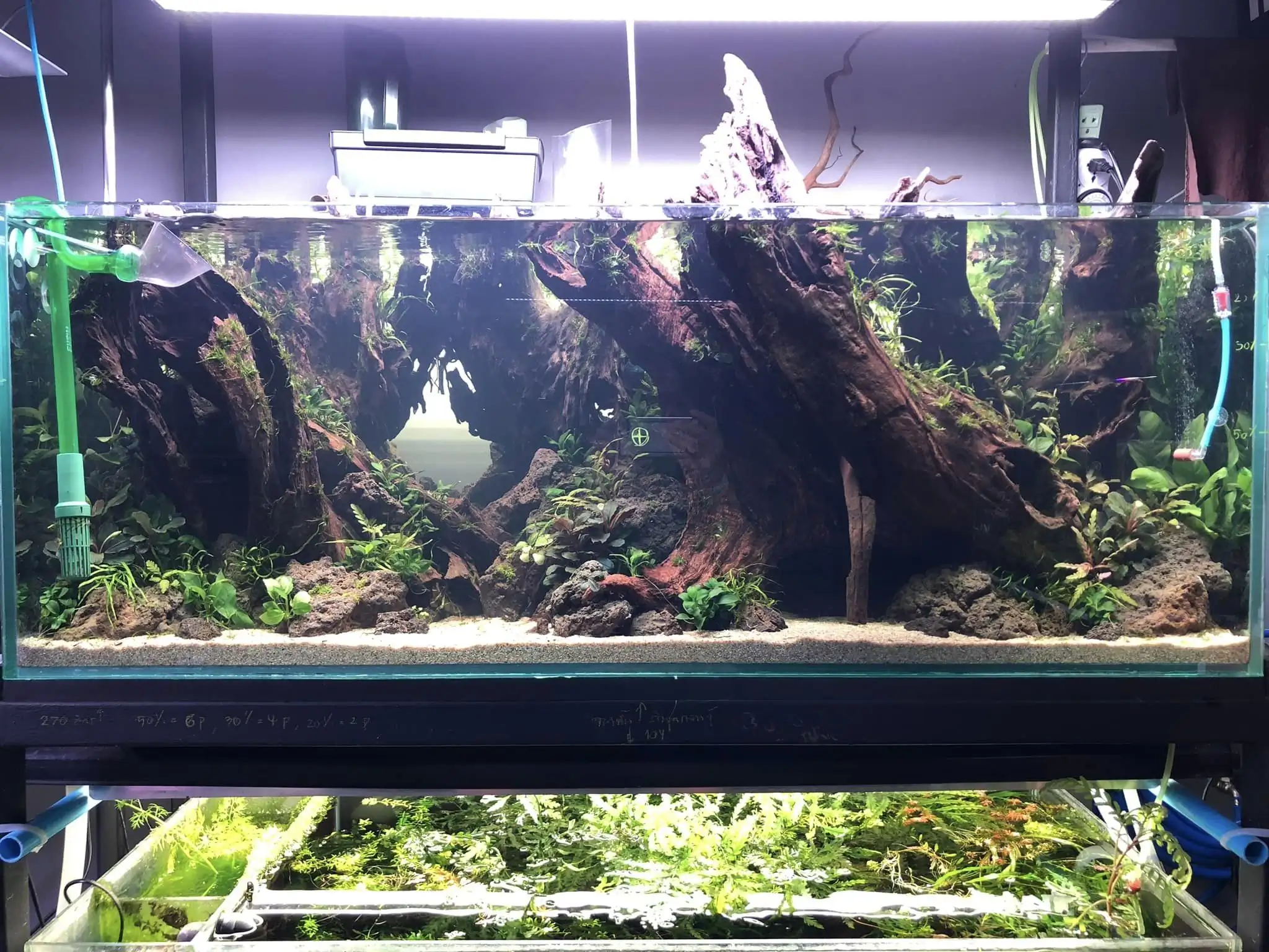 Aquascaping steps IIAC 2023 - Rank 37 - Tunnel Dream - Eakthanat Isarathikul / ThaiLand