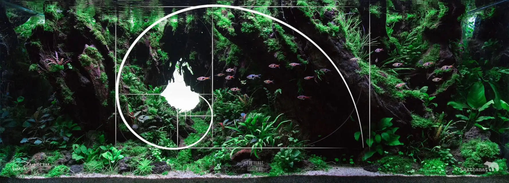 Aquascaping steps IIAC 2023 - Rank 37 - Tunnel Dream - Eakthanat Isarathikul / ThaiLand