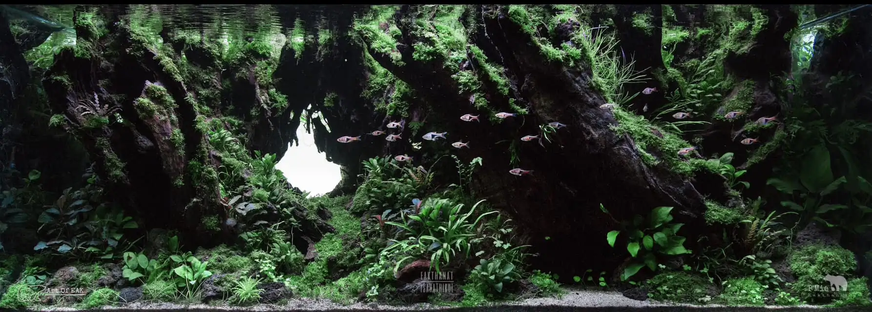 Aquascaping steps IIAC 2023 - Rank 37 - Tunnel Dream - Eakthanat Isarathikul / ThaiLand