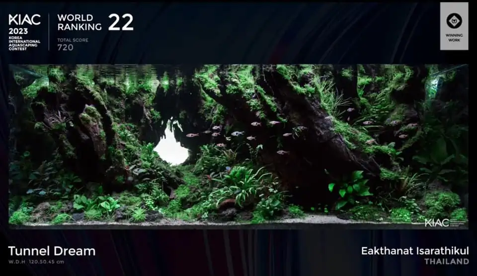 Aquascaping steps IIAC 2023 - Rank 37 - Tunnel Dream - Eakthanat Isarathikul / ThaiLand