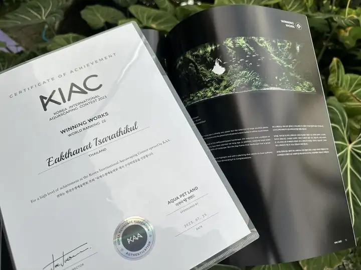 Aquascaping steps IIAC 2023 - Rank 37 - Tunnel Dream - Eakthanat Isarathikul / ThaiLand