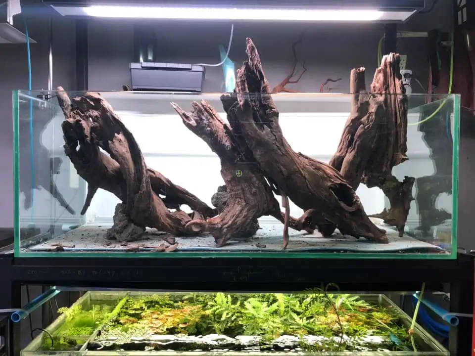 Aquascaping steps IIAC 2023 - Rank 37 - Tunnel Dream - Eakthanat Isarathikul / ThaiLand