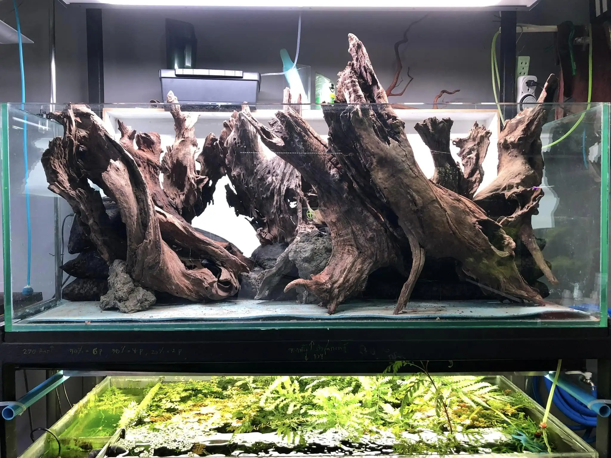 Aquascaping steps IIAC 2023 - Rank 37 - Tunnel Dream - Eakthanat Isarathikul / ThaiLand
