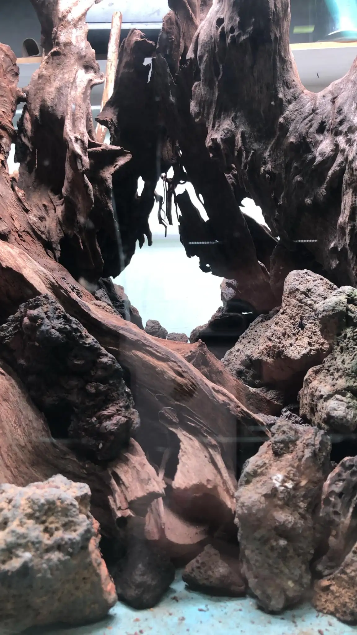 Aquascaping steps IIAC 2023 - Rank 37 - Tunnel Dream - Eakthanat Isarathikul / ThaiLand