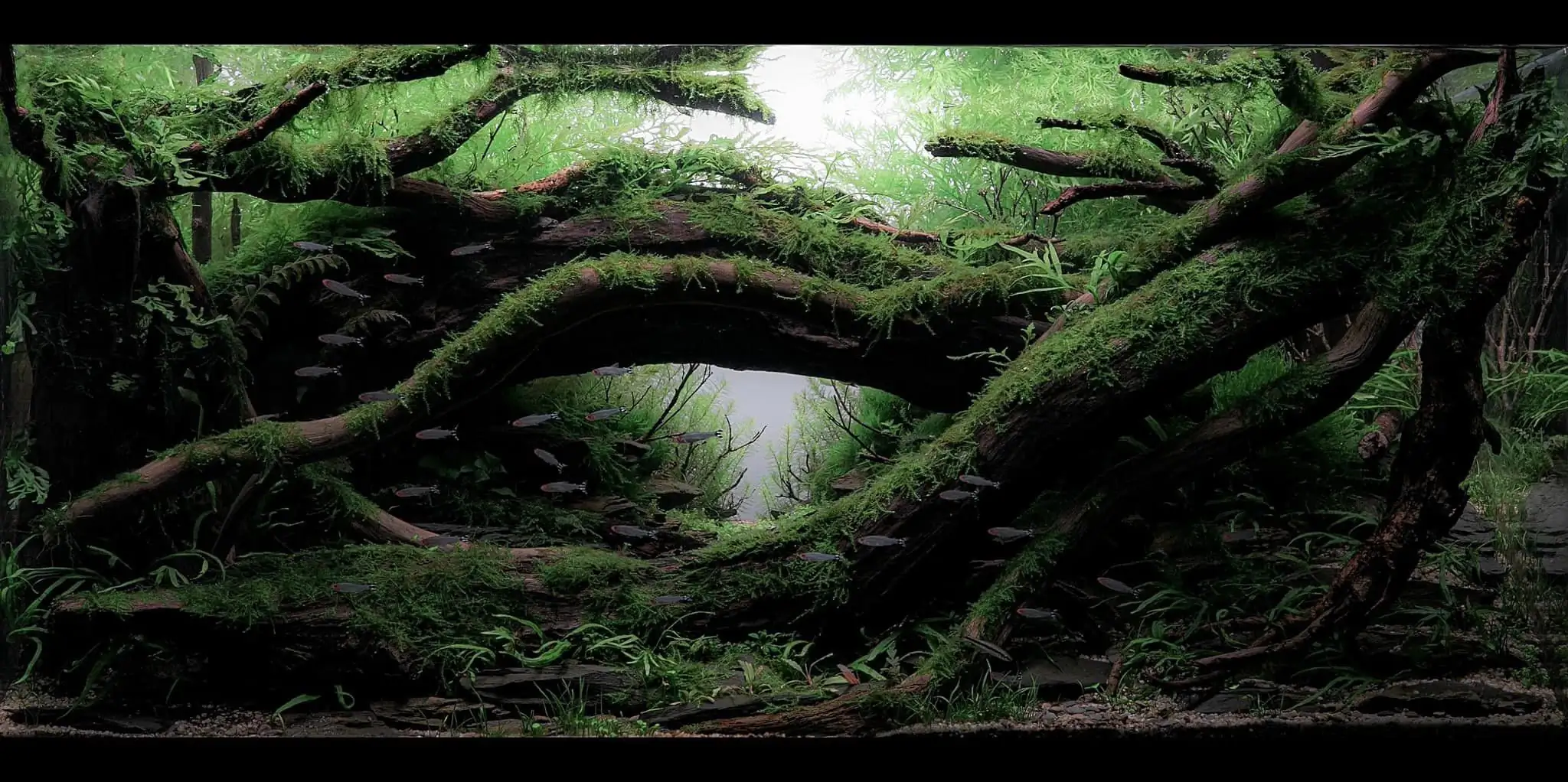 Forest Impression by Harry Chen