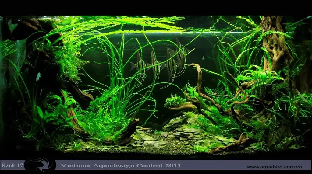 Vietnam Aquatic Design Contest 2011
