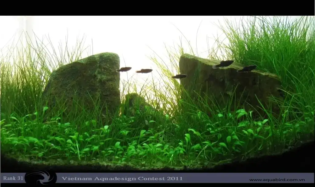 Vietnam Aquatic Design Contest 2011