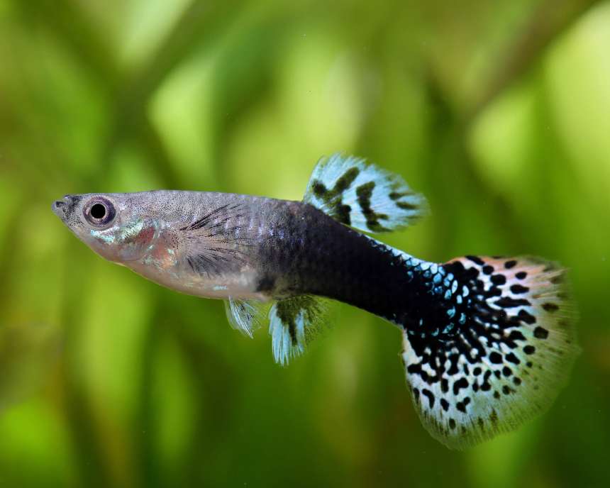 Aquarium Requirements
