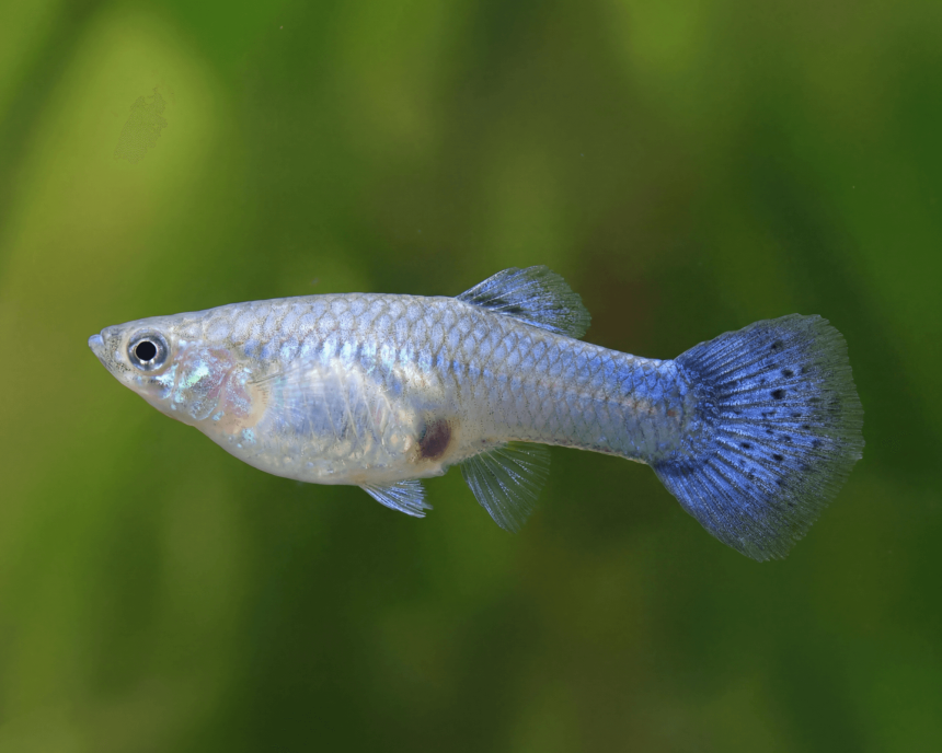 Diet and Feeding