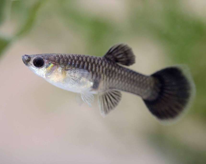 Breeding
