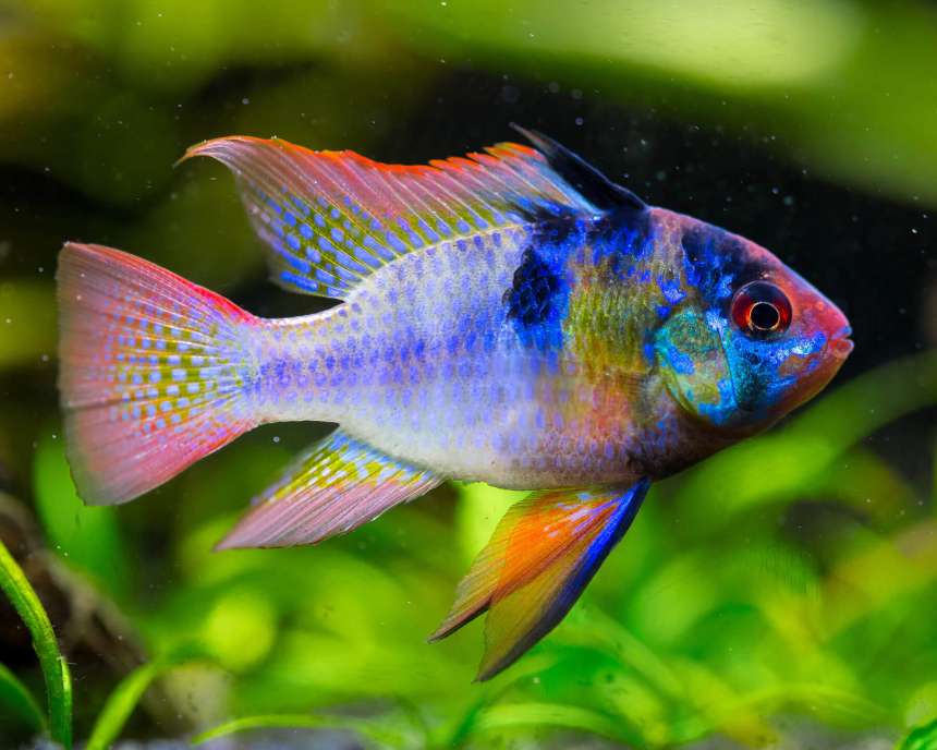 Blue Punk Butterfly Cichlid (Microgeophagus ramirezi)
