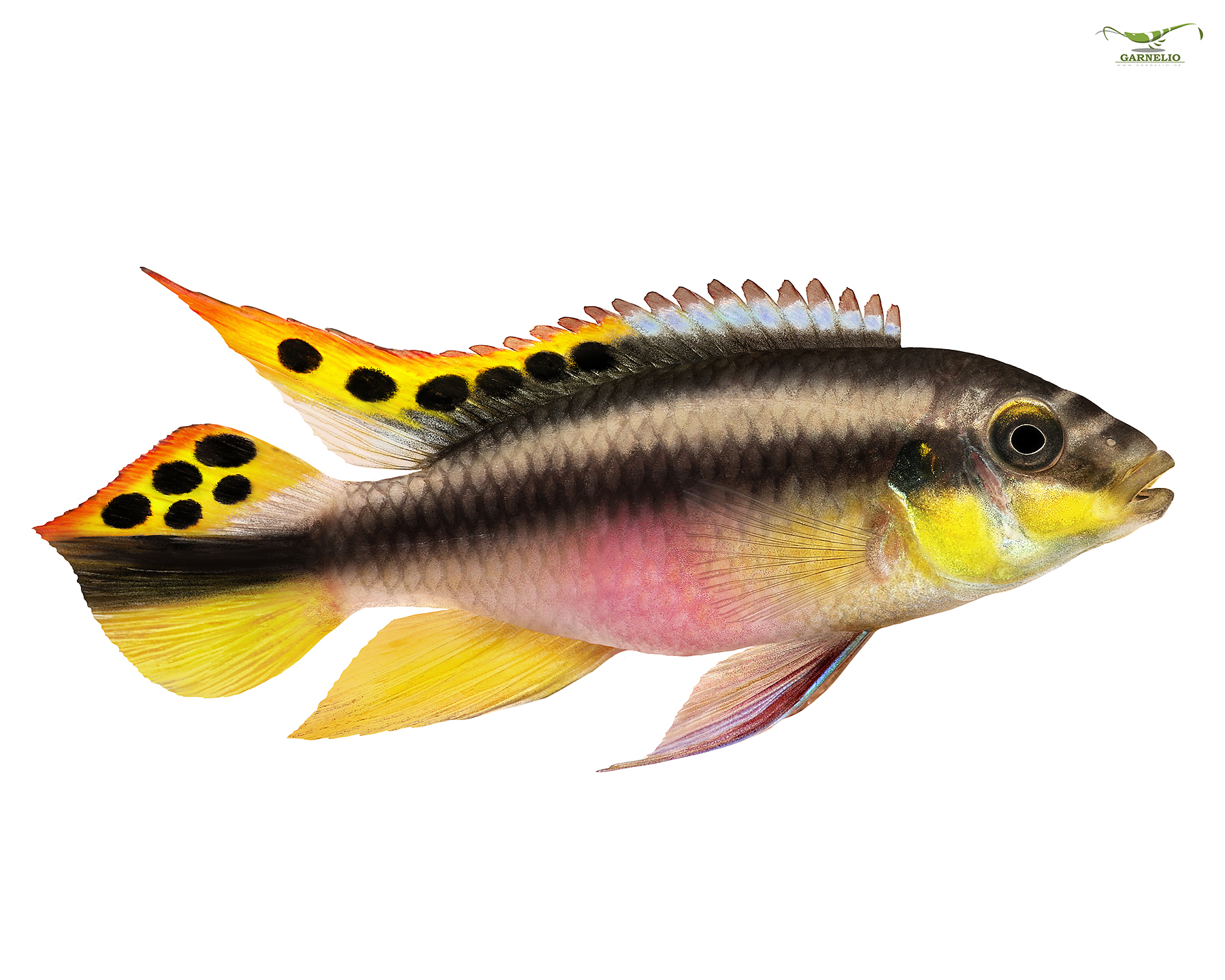 Taxonomy and identification