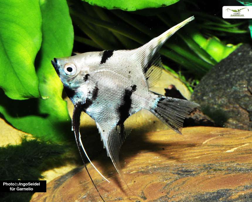 Blue Pearl Angelfish (Pterophyllum scalare)