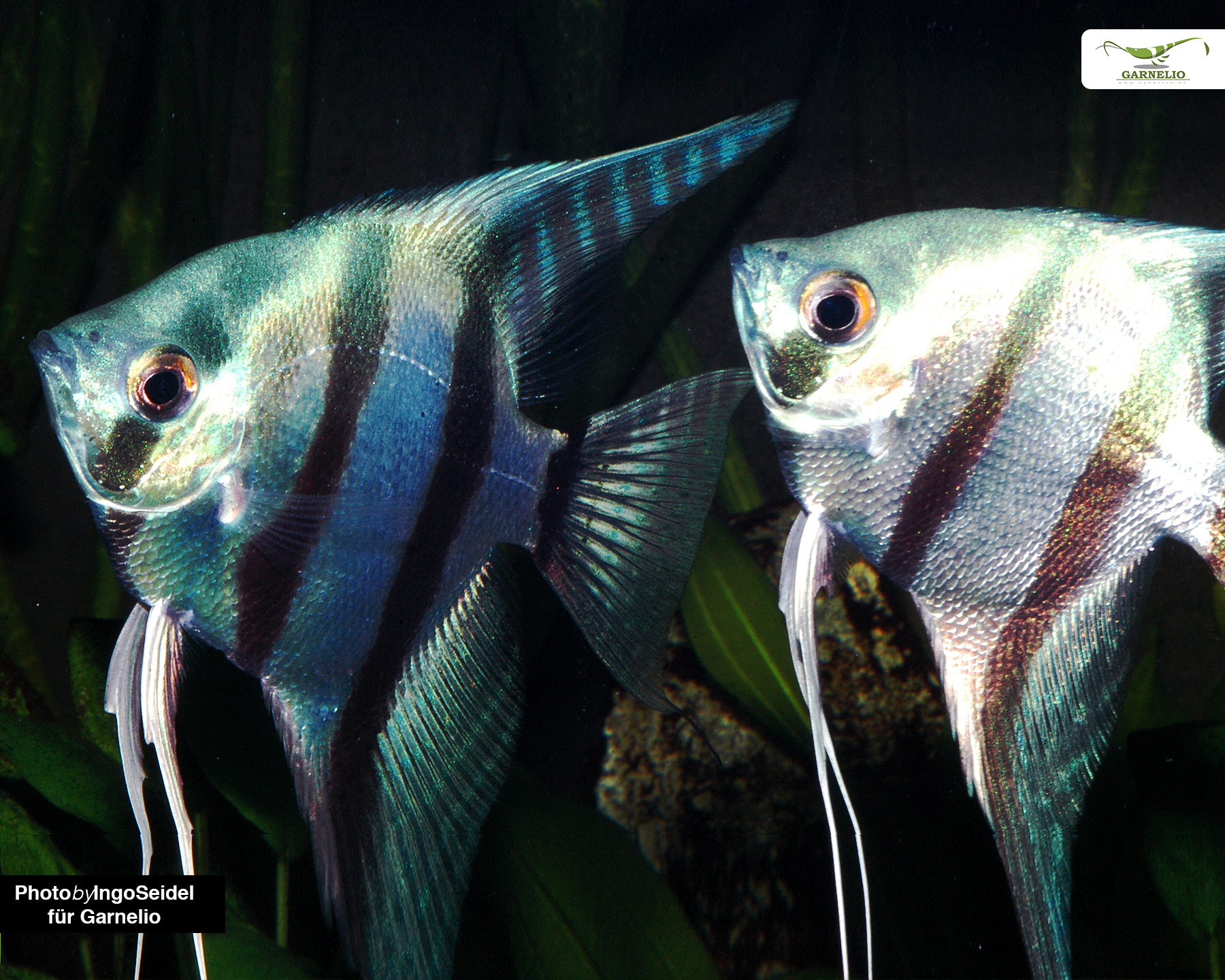 Adult size and aquarium